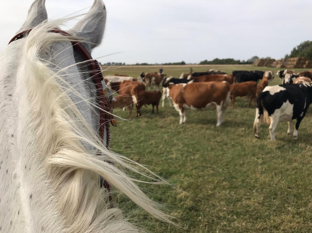 Remény Remény